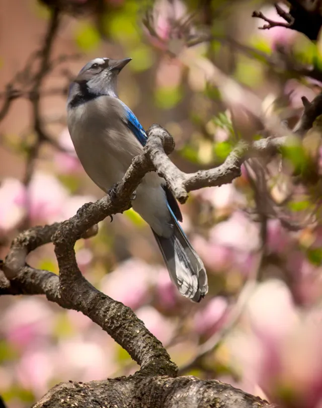 A blue jay perches among pink blossoms with its black collar visible.