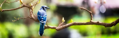 A blue jay perches on a budding branch, showing its blue, black, and white back and tail.