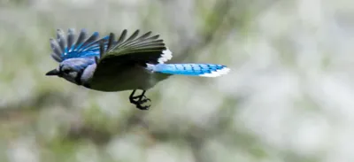 A blue jay flies with its wings spread and feet drawn up.