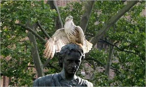 A hawk opens its wings while standing on the head of the Edwin Booth statue.