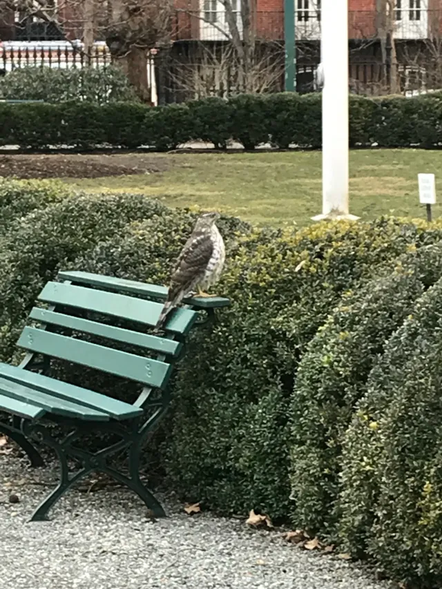 A hawk perches on the back of a green park bench beside a hedge.