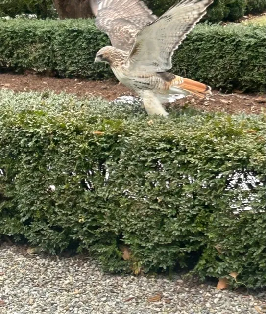 A red-tailed hawk launches above the hedges, its wings spread and red tail visible.