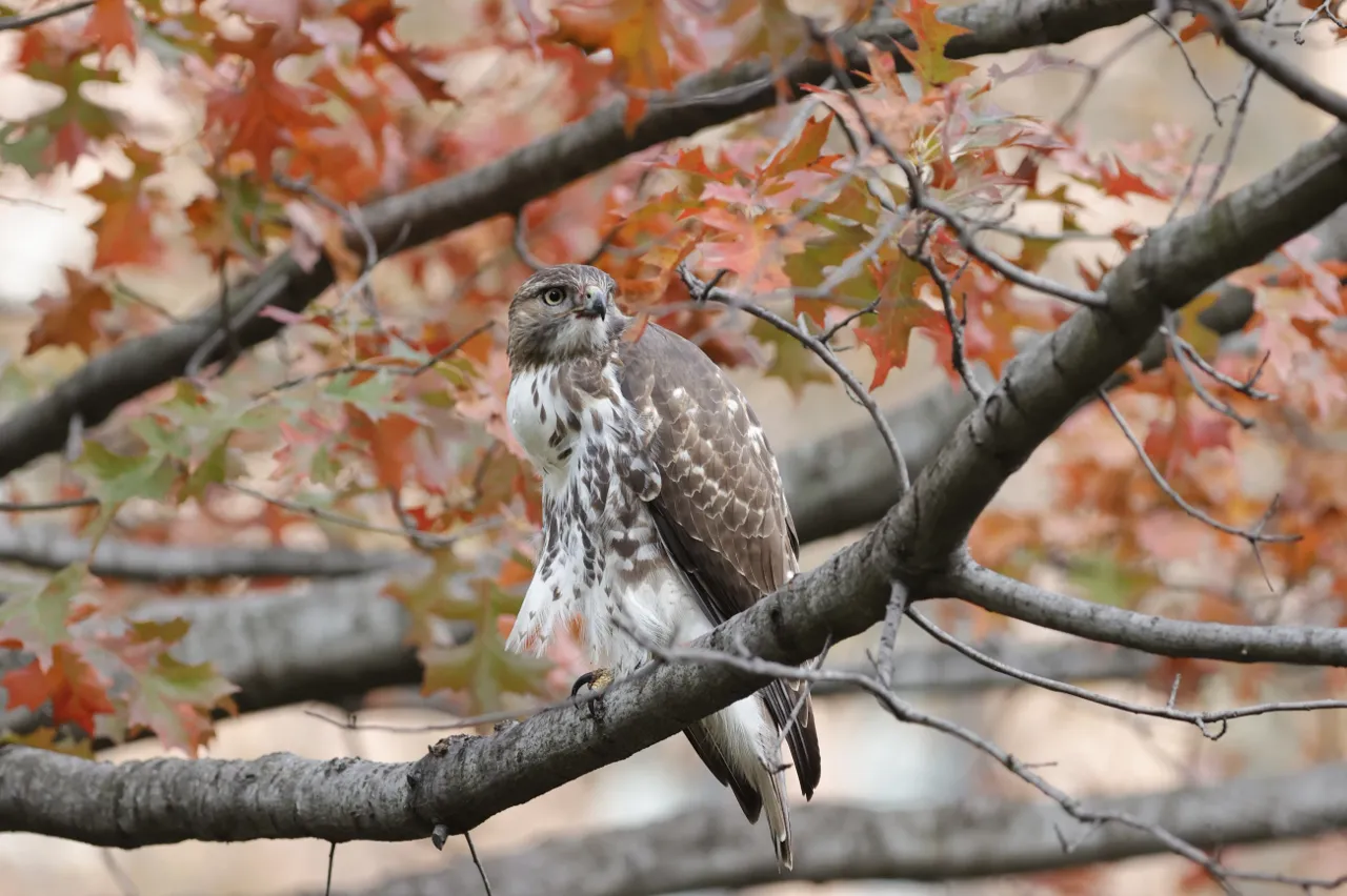 A hawk looks toward the camera from a branch surrounded by orange autumn leaves.