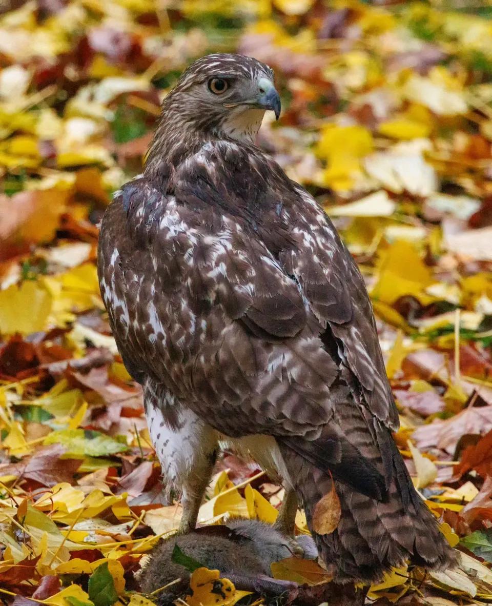 A red-tailed hawk stands over squirrel prey and looks over its shoulder.