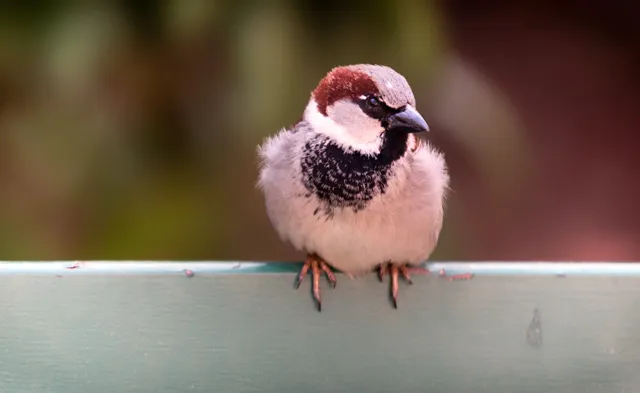 A male house sparrow sits on a green bench, showing a gray crown and black throat bib.