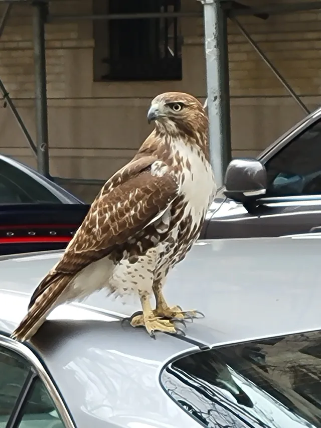 A hawk stands on the roof of a parked car beside the Park.