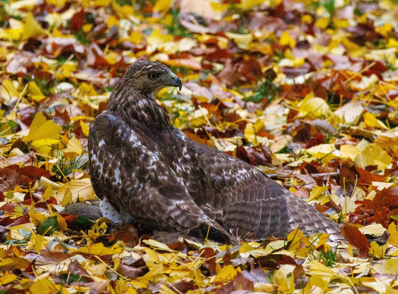 A red-tailed hawk spreads its wings over prey among fallen ginkgo leaves.