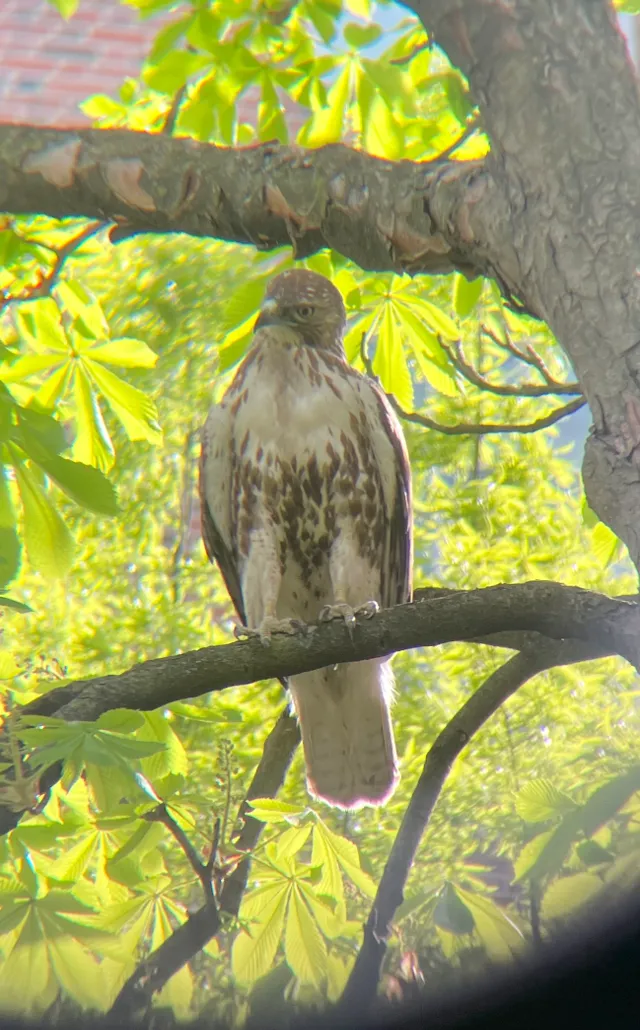 A hawk faces the camera from a branch surrounded by fresh green leaves.