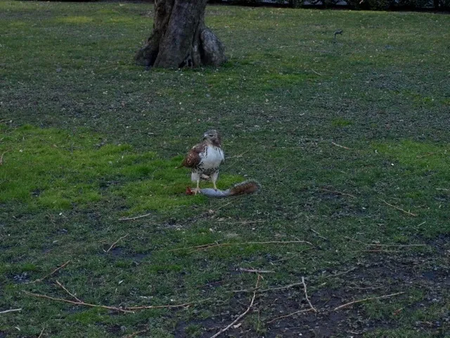 A hawk stands with its prey on the lawn in the morning light.