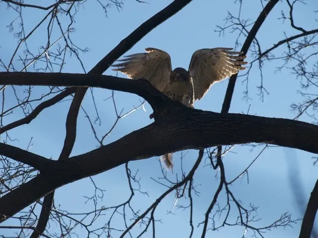 A hawk lifts its wings on a bare branch against a blue sky.