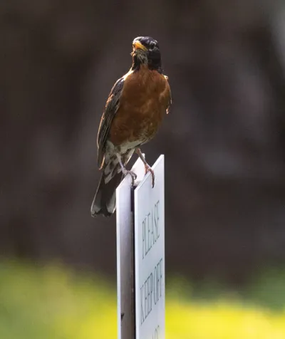An American robin faces the camera from the edge of a Park sign.