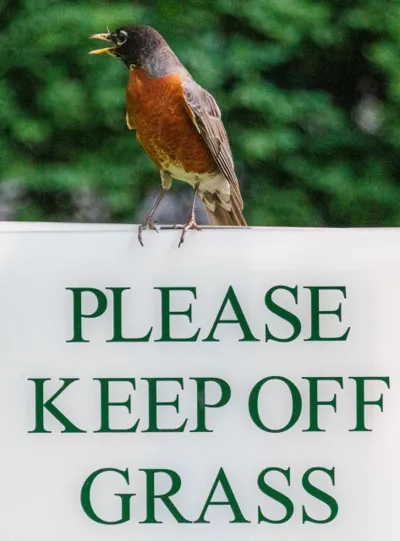An American robin with an open bill perches on a sign reading Please Keep Off Grass.