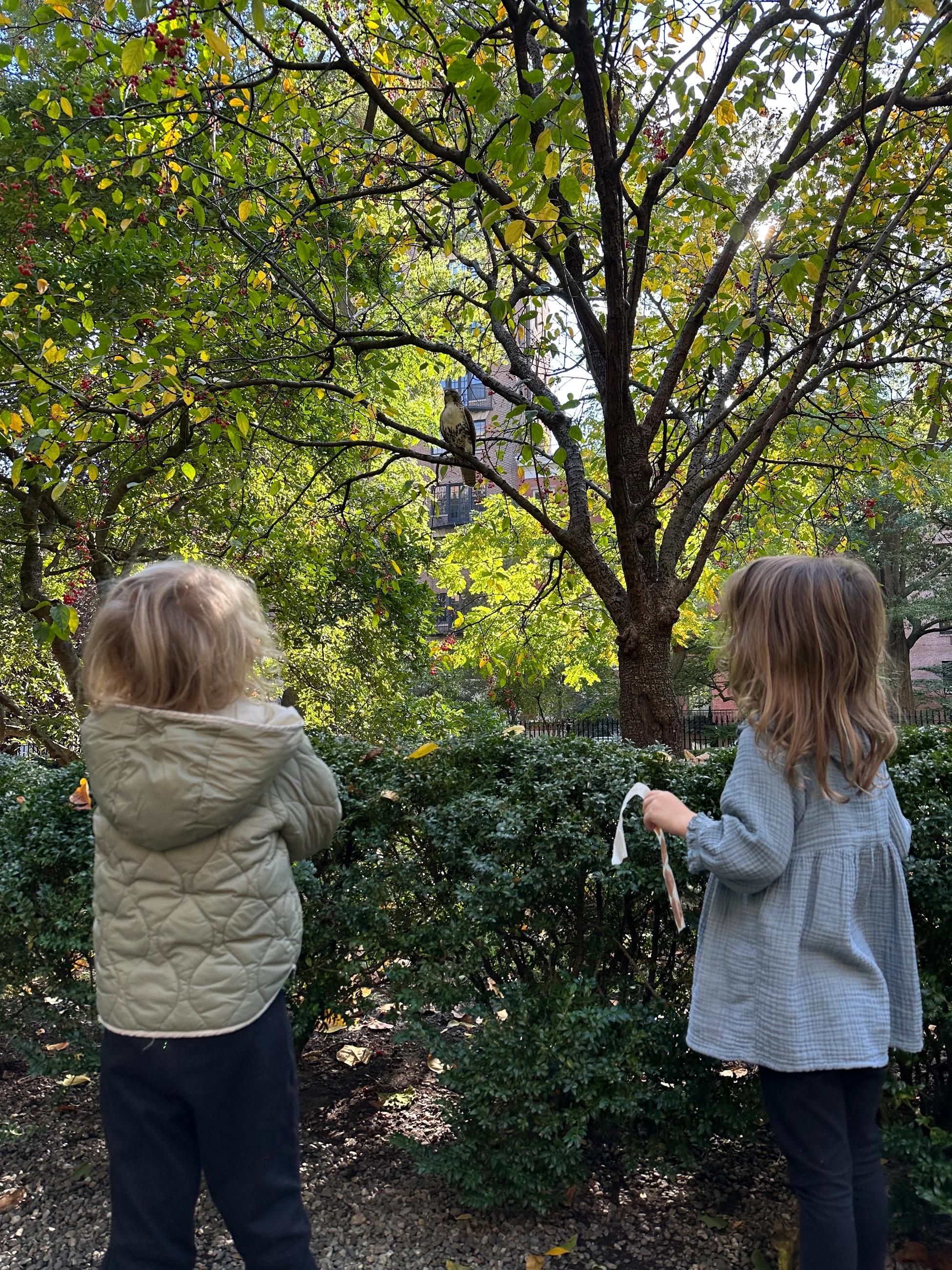 Two children look up at a hawk perched in a tree just above them.