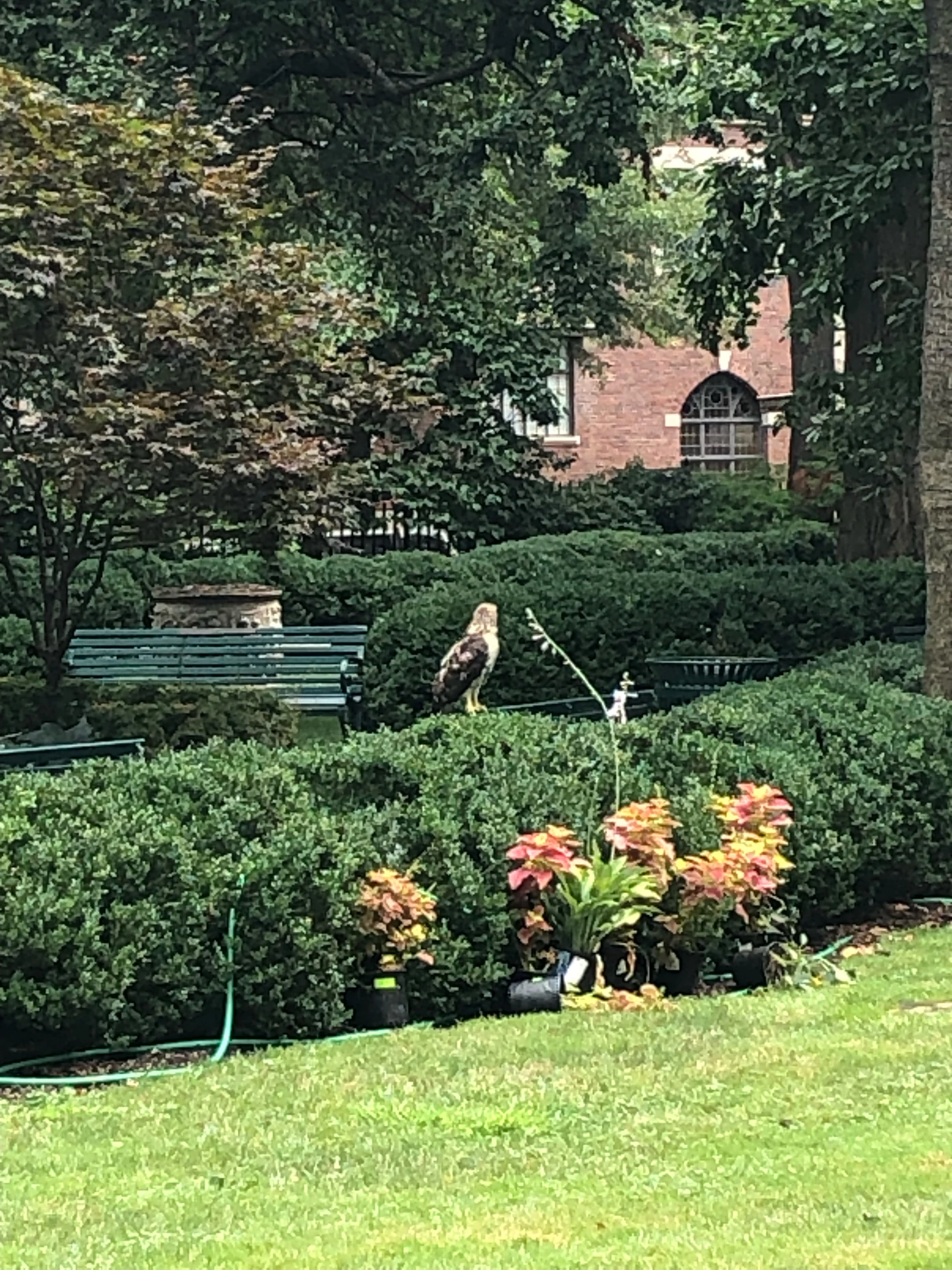 A young hawk perches on a green bench above a flower bed and lawn.
