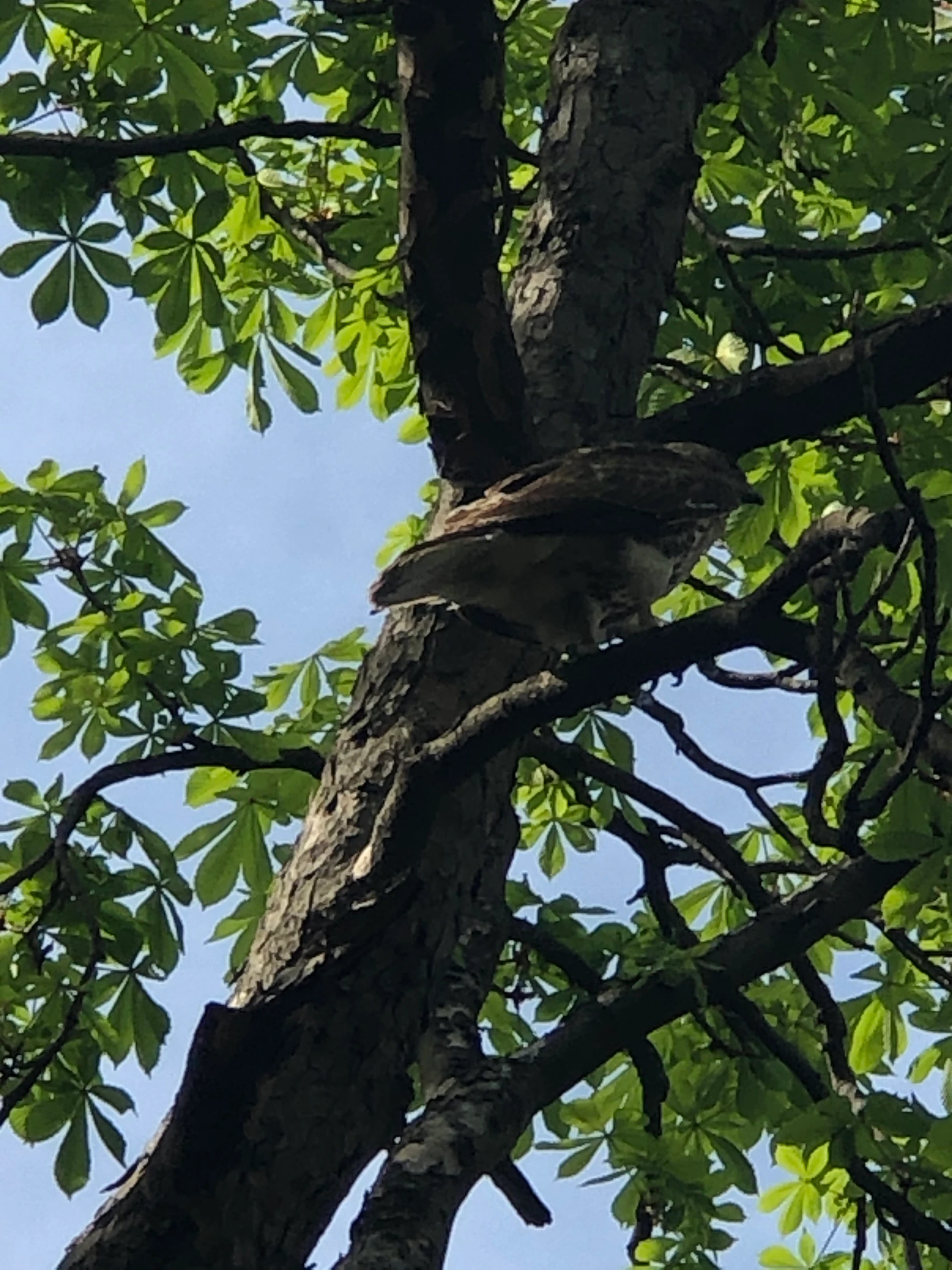 A hawk in side profile perches on a branch under green leaves.
