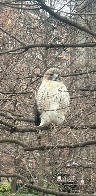 A pale-breasted hawk sits on a branch among bare winter twigs.