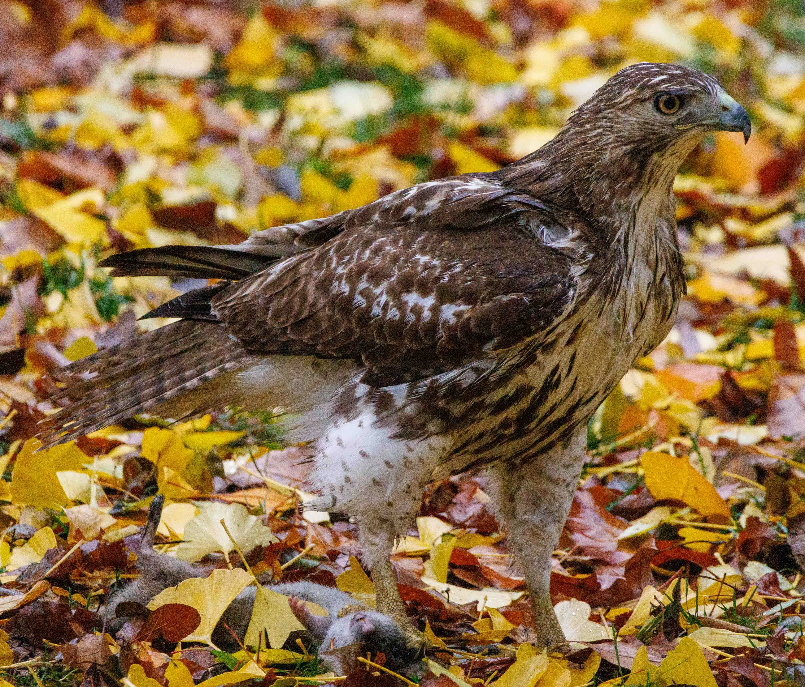 A red-tailed hawk stands in side profile over squirrel prey among yellow leaves.