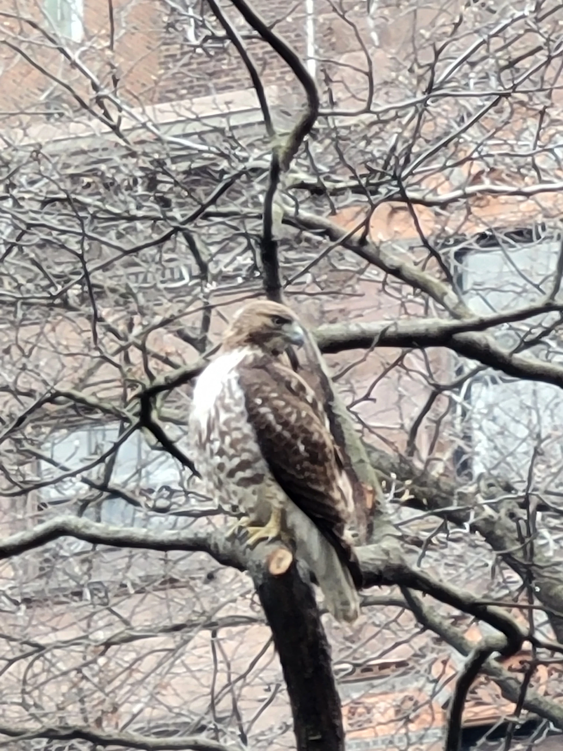 A hawk perches on a bare tree branch in front of neighborhood buildings.