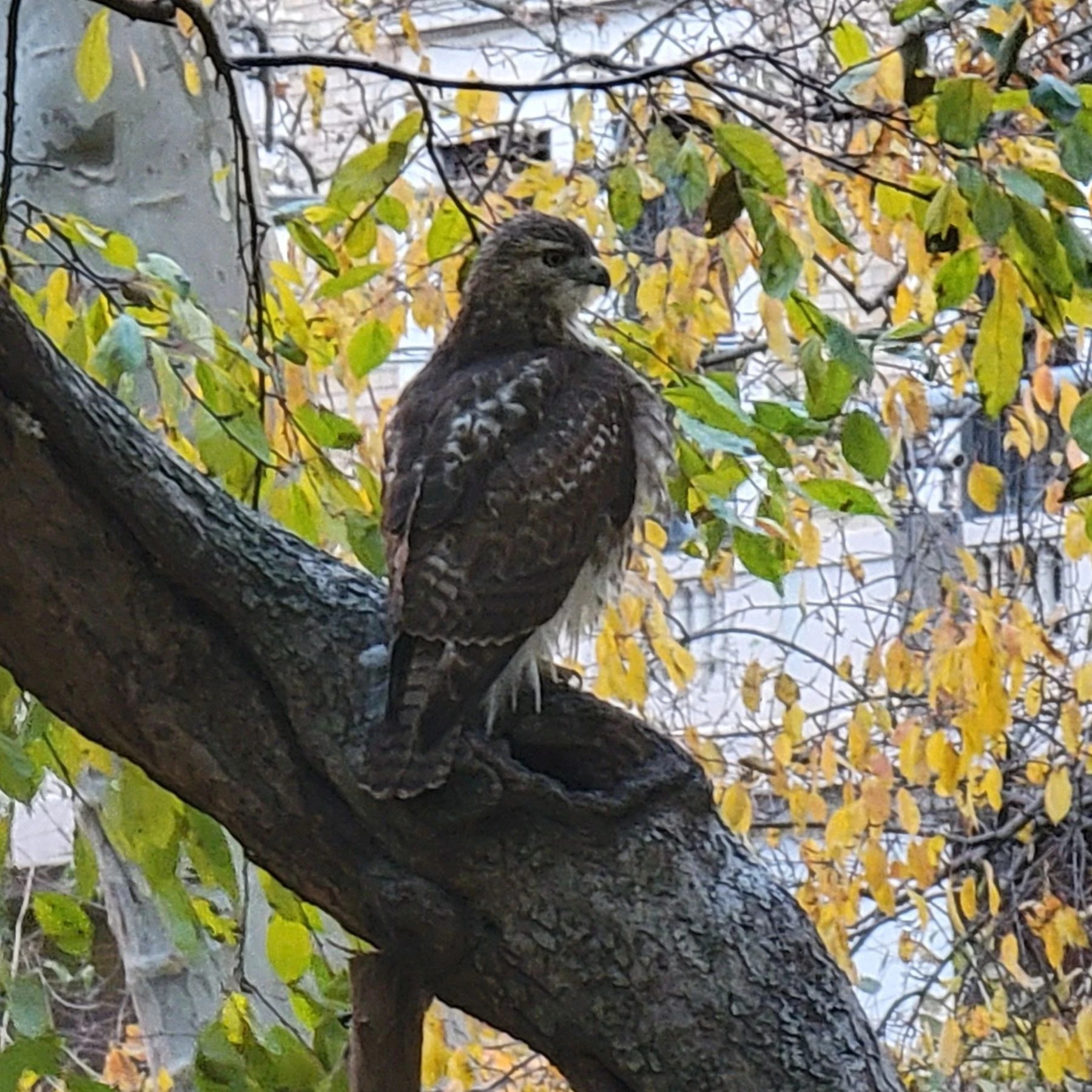 A hawk perches on a sloping tree branch among yellow autumn leaves.