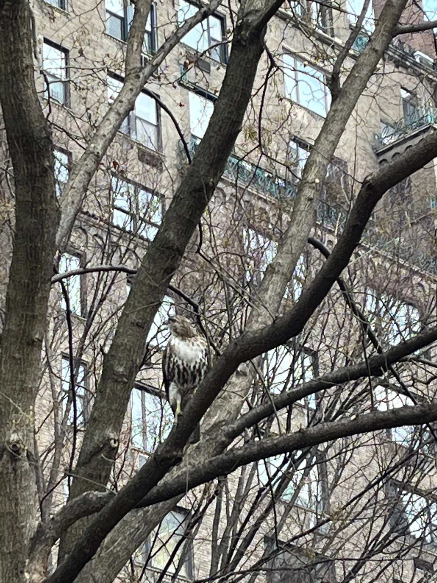 A hawk perches in the fork of a winter tree with apartment buildings behind.