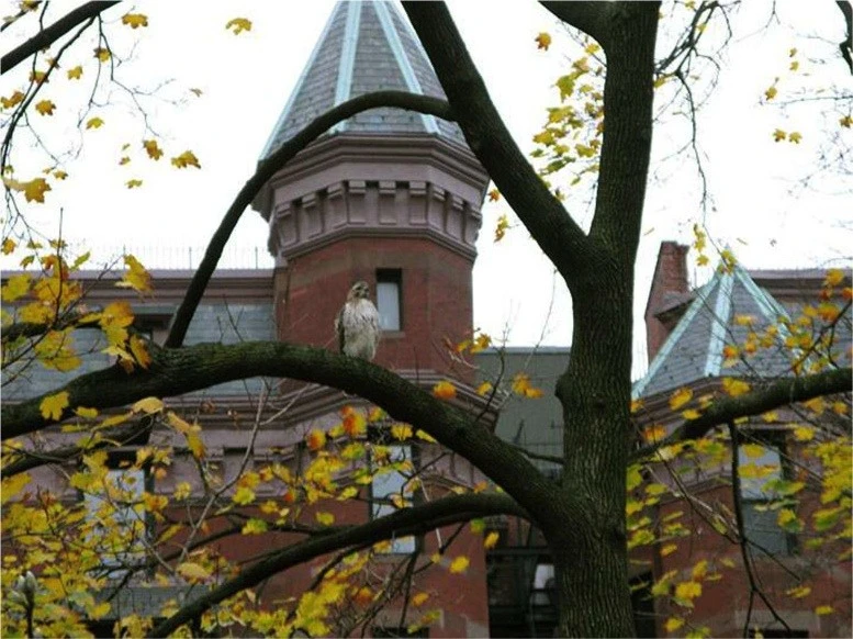 A young red-tailed hawk perches on a branch with neighborhood buildings behind.