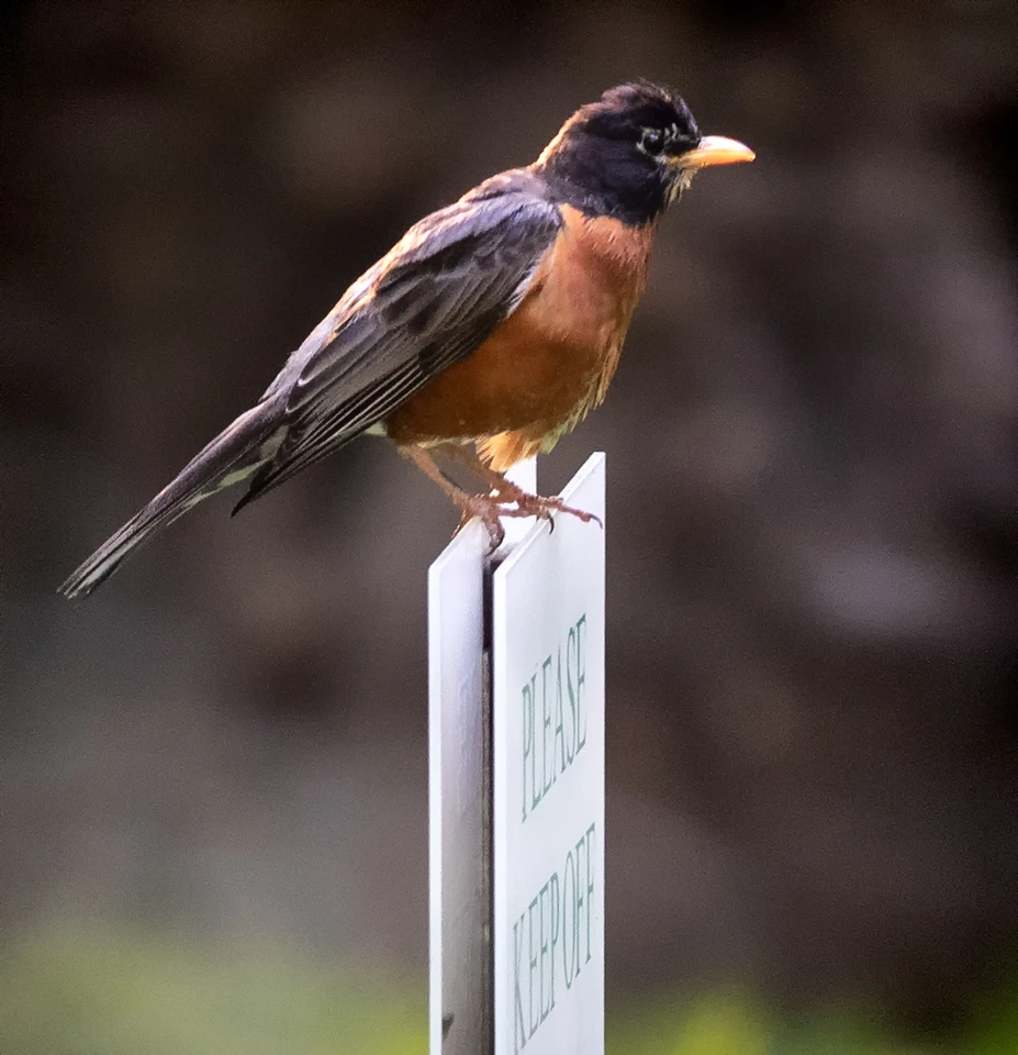 American robin perched on the Park’s Please Keep Off Grass sign.