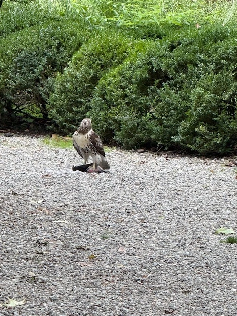 A hawk stands upright on the gravel path beside a green hedge.