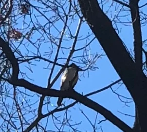 A red-tailed hawk perches in the high bare branches of a tree.