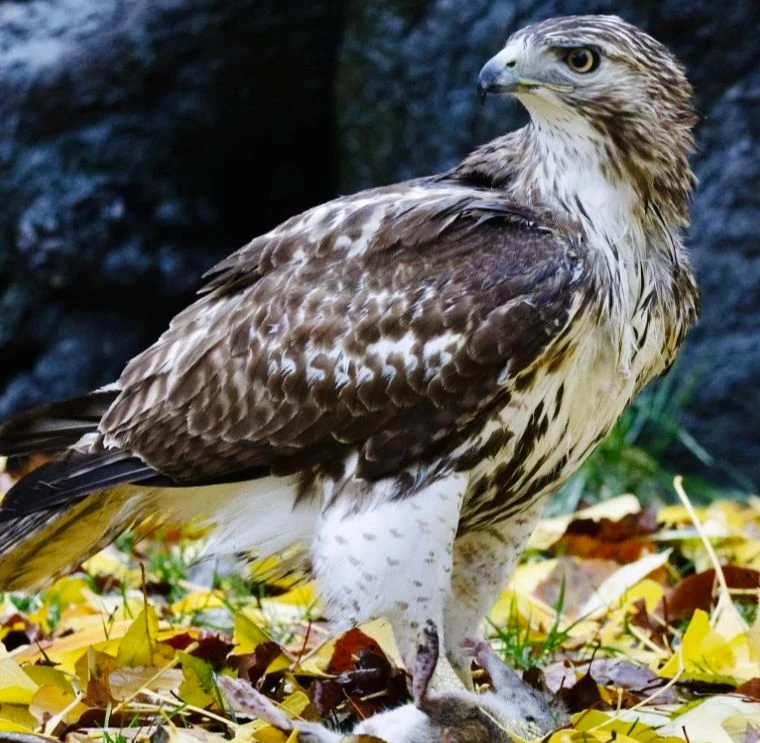 A red-tailed hawk stands among fallen ginkgo leaves with its prey.