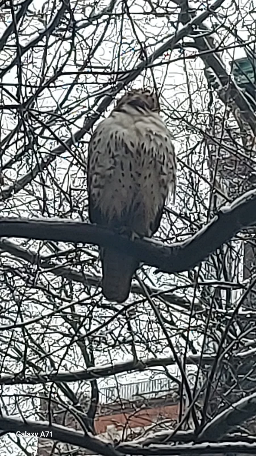 A hawk rests on a branch above the iron fence, framed by a web of bare twigs.