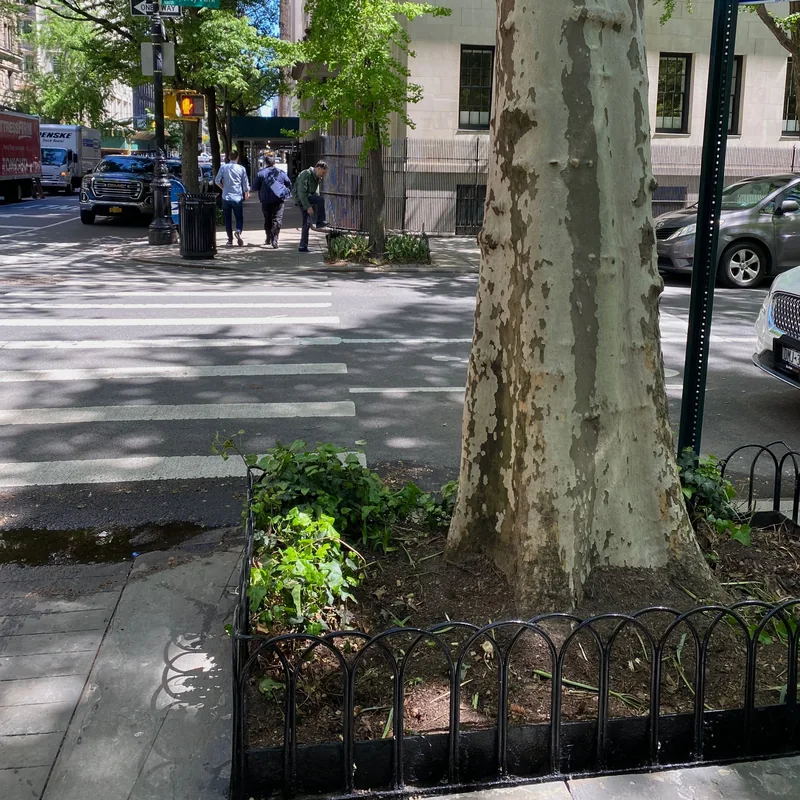 The tree garden with the tire removed.