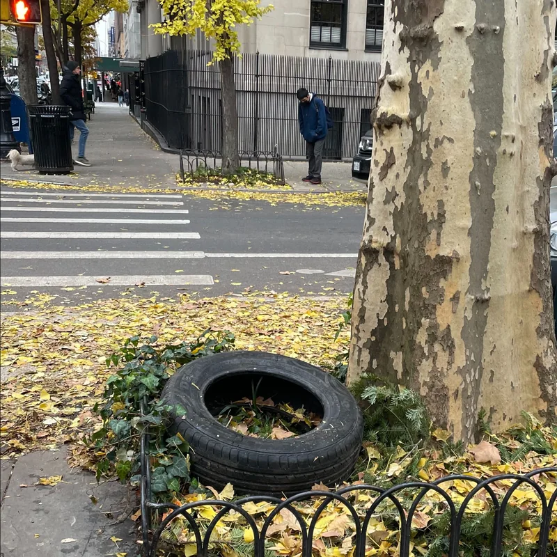An old tire and fallen leaves in a tree garden.