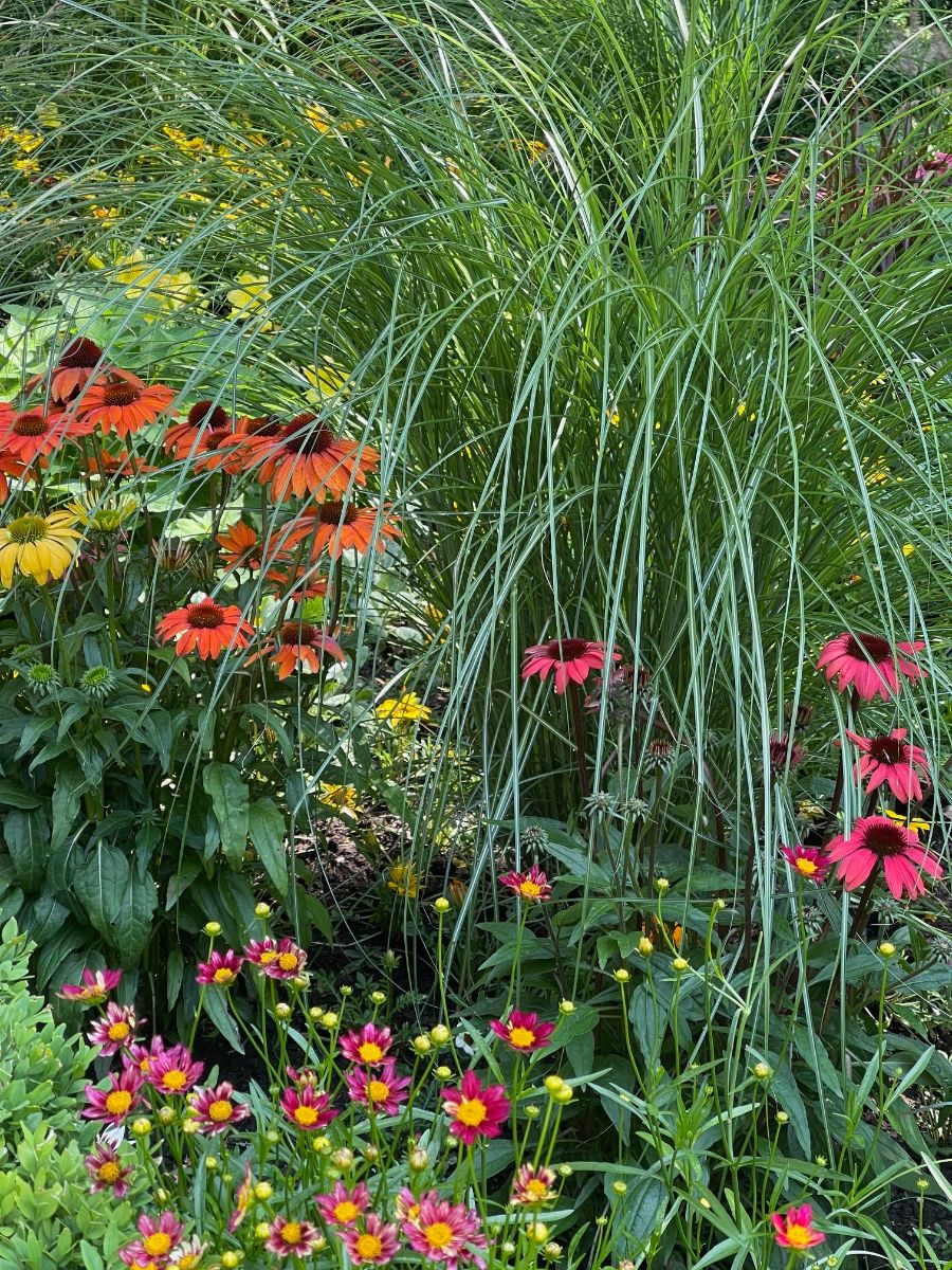 Orange, pink and yellow flowers among tall ornamental grasses.
