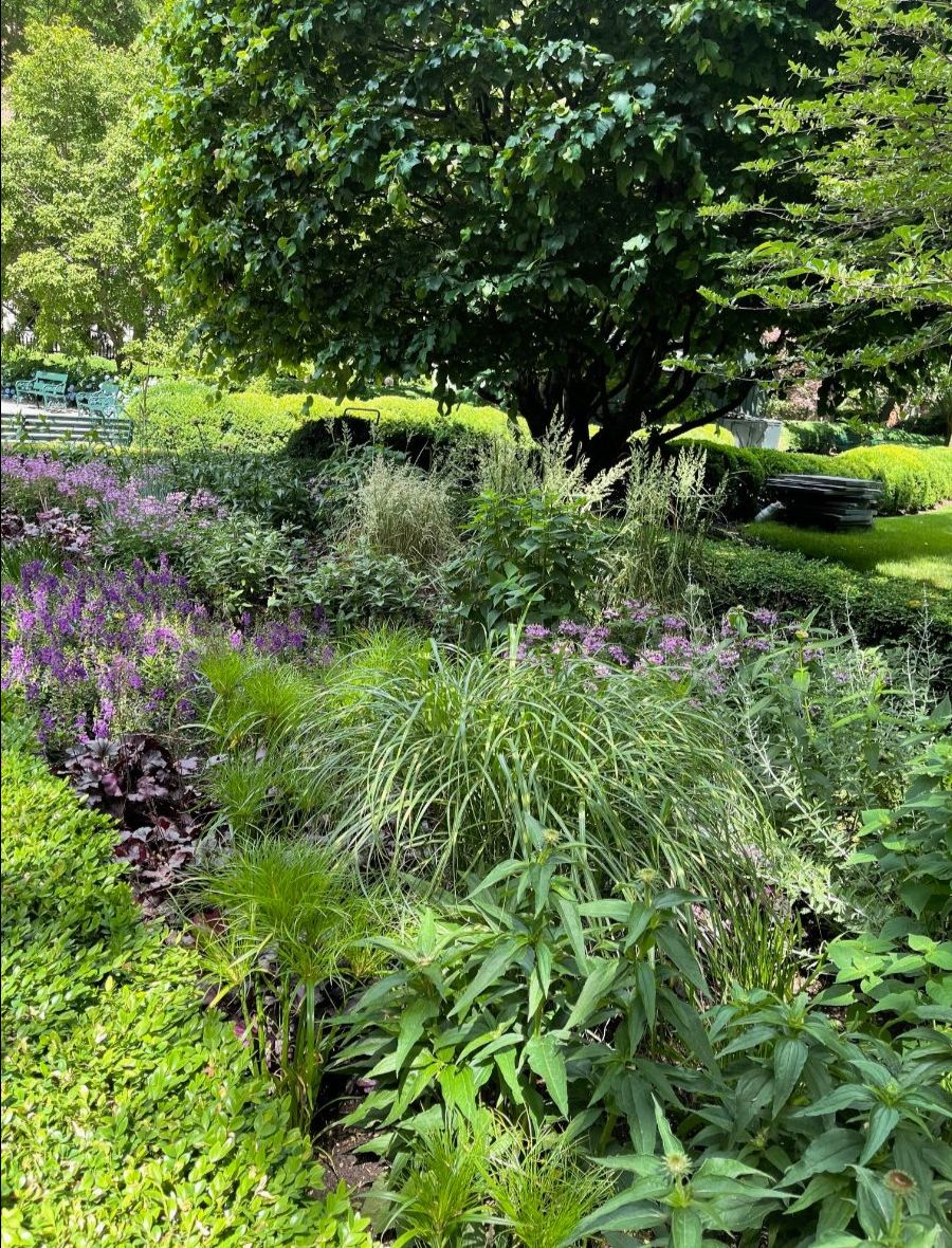 Purple flowers and ornamental grasses beneath a broad leafy tree.