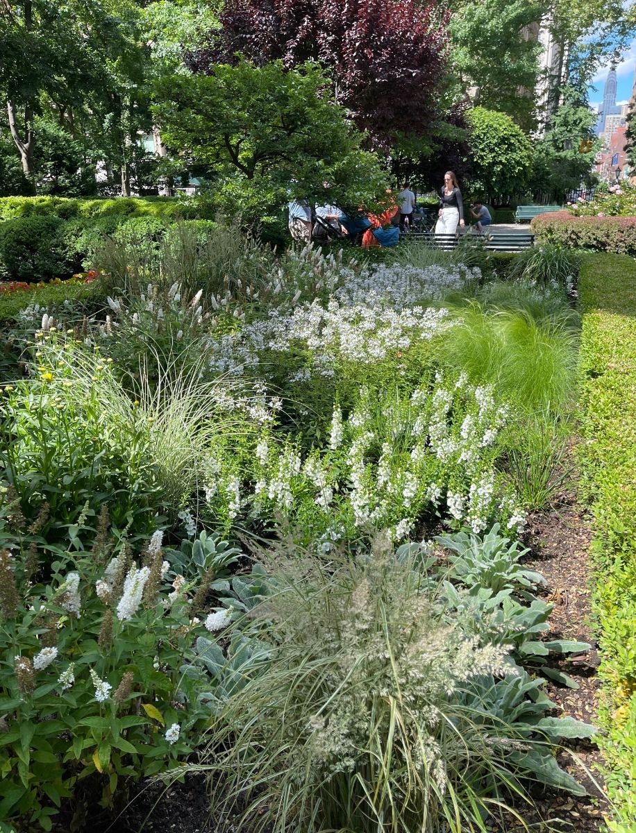 White flowering spikes in a green planting bed near Park benches.