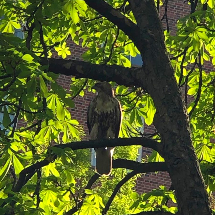 A hawk perches on a branch among bright green leaves.