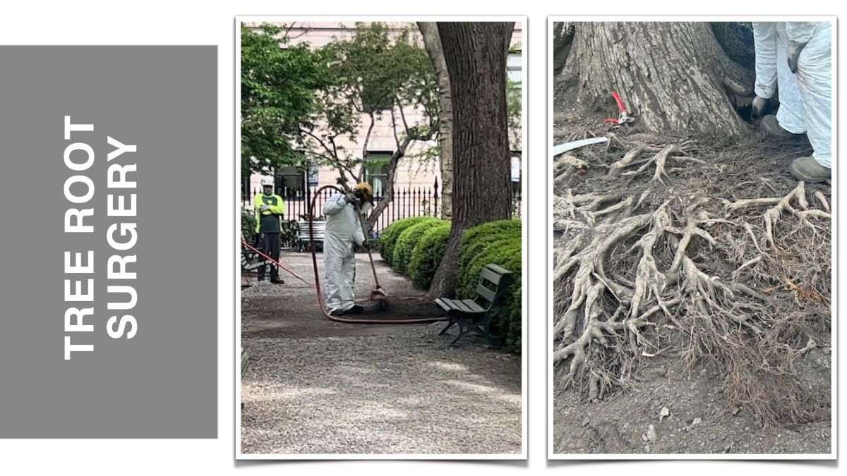 Tree Root Surgery panel showing tree care beside a path and exposed roots.