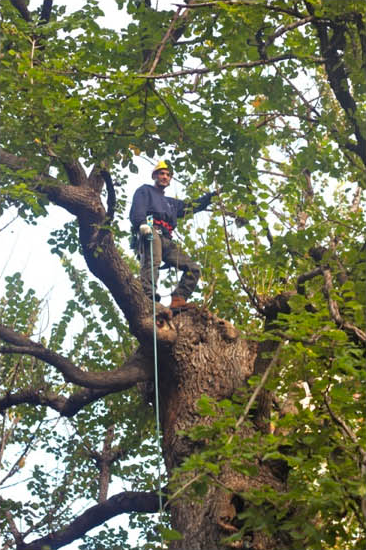 A surveyor secured with ropes examines a tree canopy.