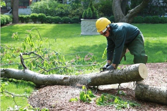 A worker cuts a fallen branch in Gramercy Park.
