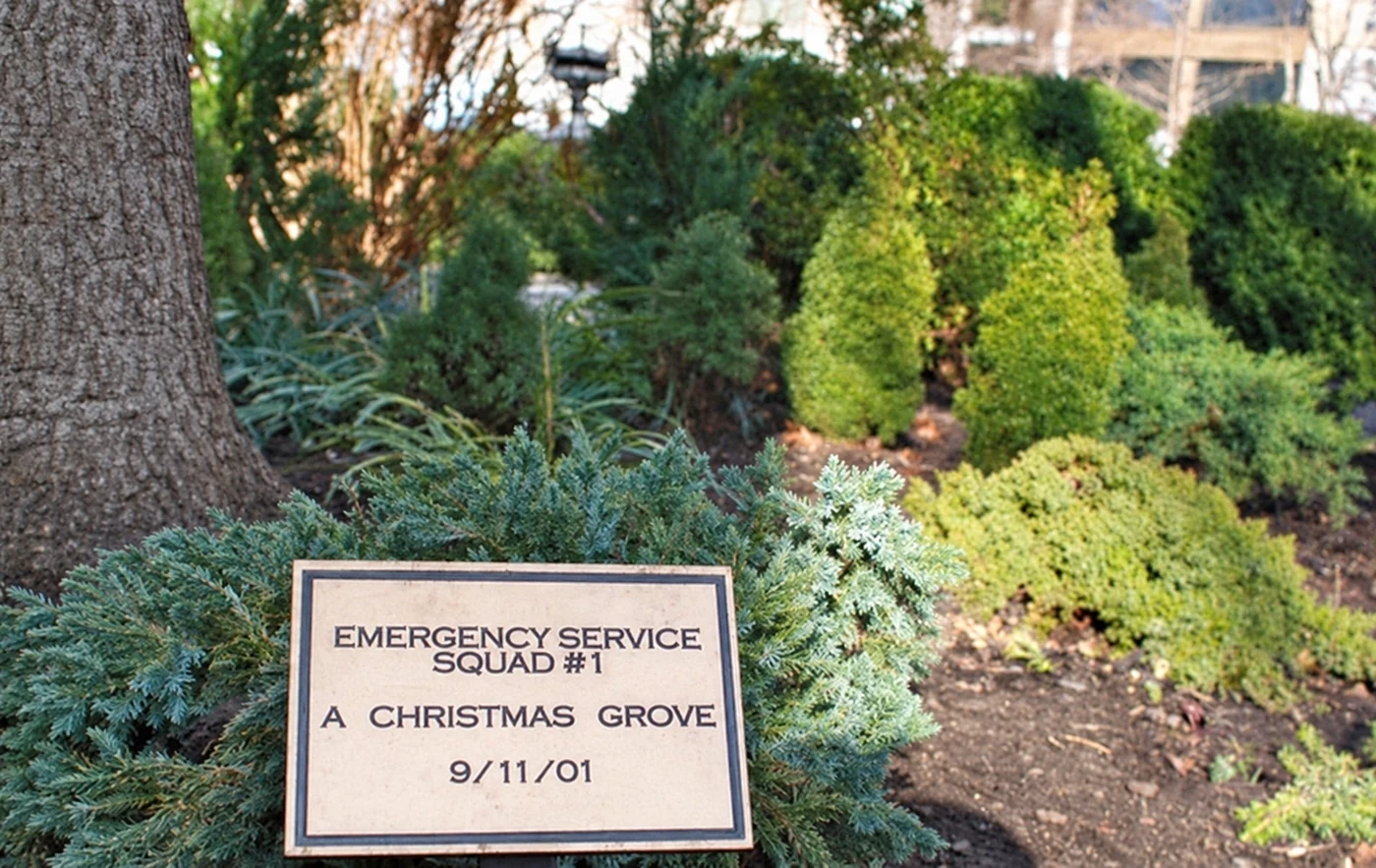 The Christmas Grove behind the Ruggles Fountain, December 2011.
