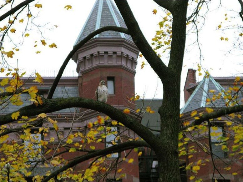 A young red-tailed hawk perches on a branch with neighborhood buildings behind.