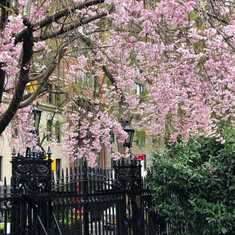 Pink cherry blossoms hanging over the north gate.