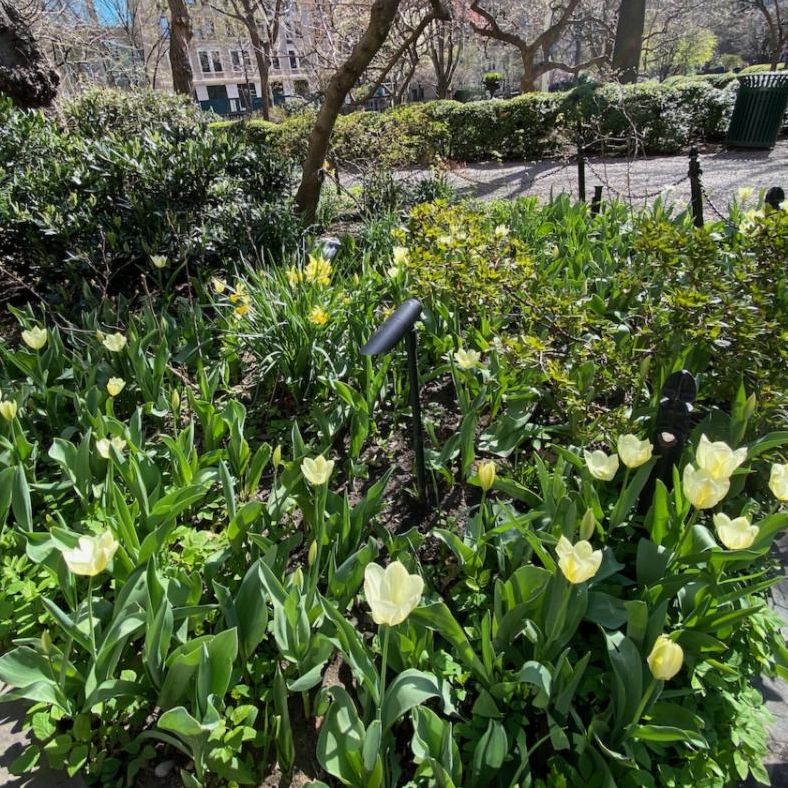 Pale tulips and yellow daffodils in a bed beside a Park path.