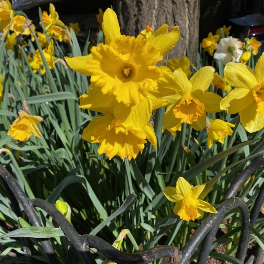 Yellow daffodils flowering inside a perimeter tree guard.