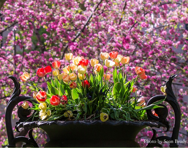 Tulips fill an ornamental urn against pink spring blossoms.
