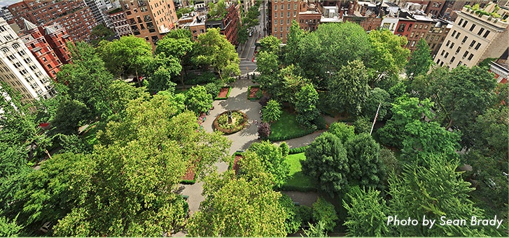 An elevated view of the leafy Park canopy and its central paths.