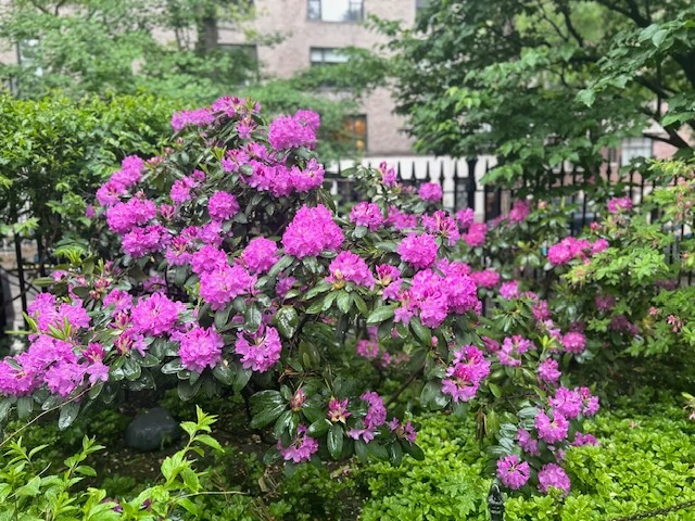 Pink blossoms among the shrubs and trees of Gramercy Park, photographed by Amando Flores.