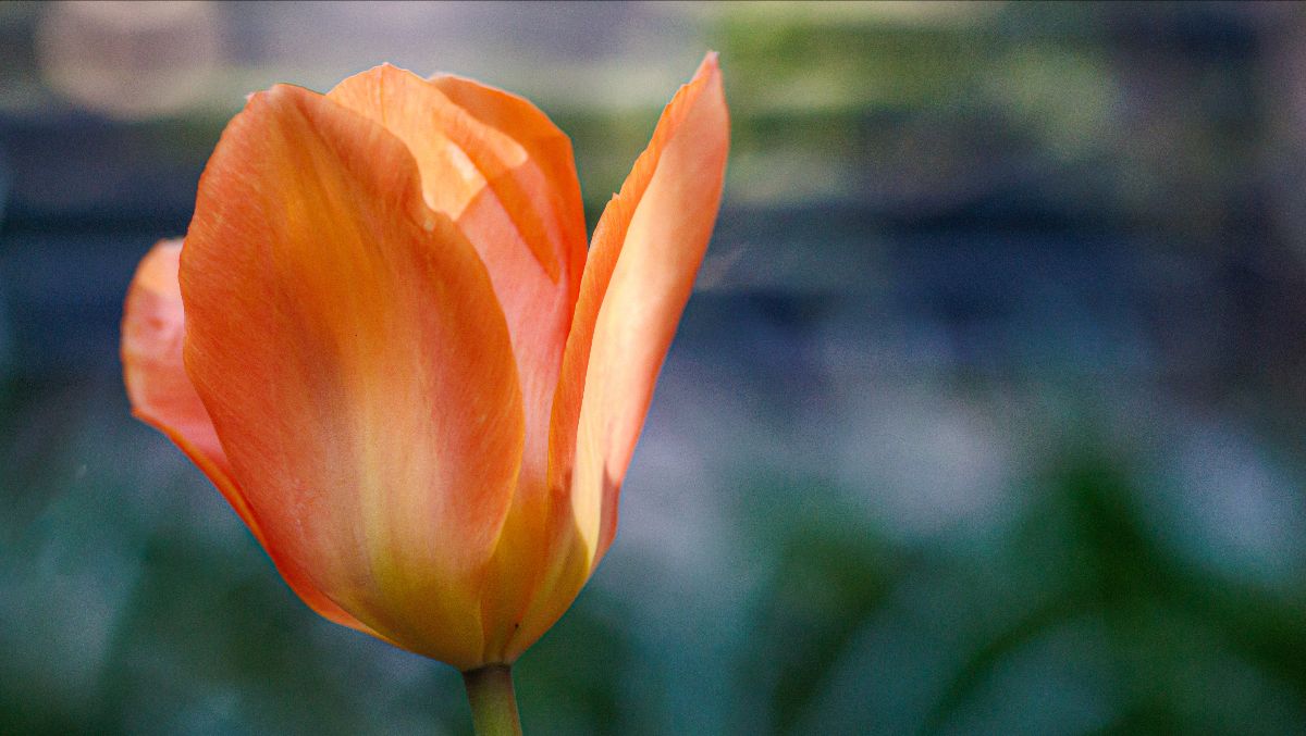 An orange tulip photographed close up in Gramercy Park.