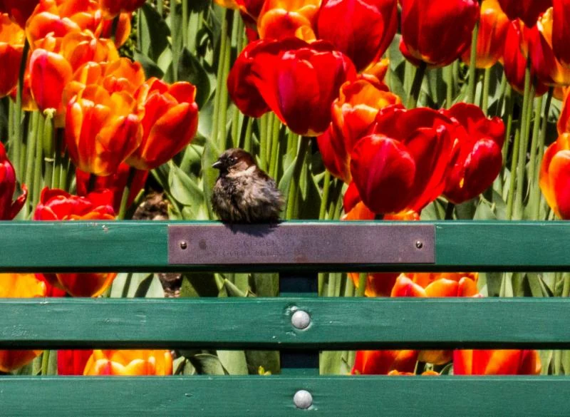 A small bird perches on a green bench in front of red and orange tulips.