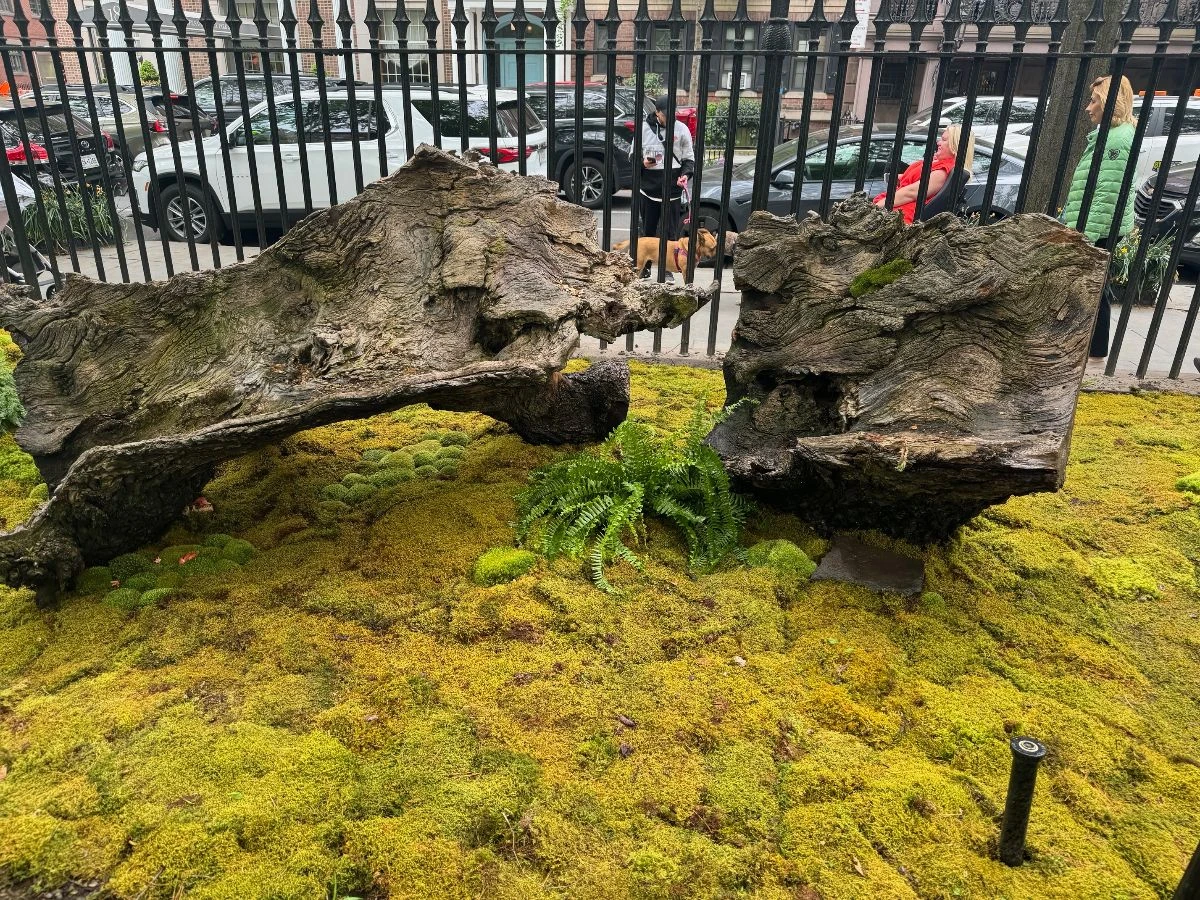 Sections of elm wood rest among moss beside the Park fence.